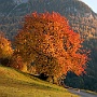 Albero d'autunno-c2a_crop.jpg